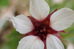 Boykinia richardsonii