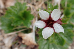 Boykinia richardsonii