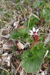 Boykinia richardsonii