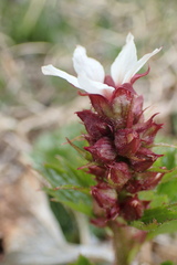 Boykinia richardsonii