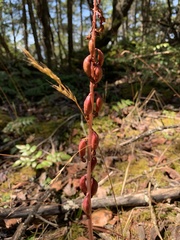 Corallorhiza striata