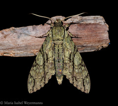 Cocytius lucifer