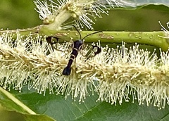 Synanthedon rhododendri