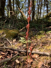 Corallorhiza striata