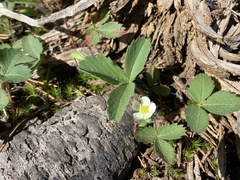 Fragaria cascadensis