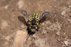 Anthidium edwardsii