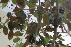 Terpsiphone viridis granti