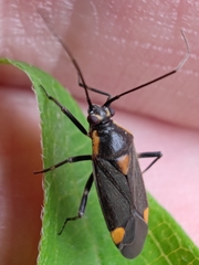 Capsodes flavomarginatus