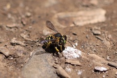 Anthidium edwardsii