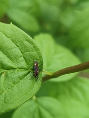 Capsodes flavomarginatus