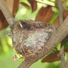 Terpsiphone viridis granti