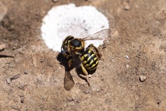 Anthidium edwardsii