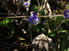 Veronica aphylla