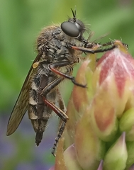 Leptarthrus brevirostris