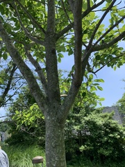 Amelanchier × lamarckii
