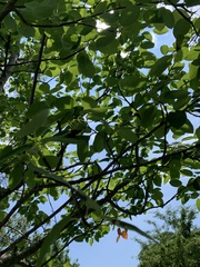 Amelanchier × lamarckii