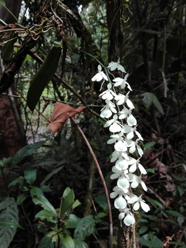 Aerangis citrata