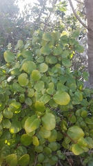 Ribes viburnifolium