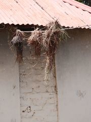 Anaplectes rubriceps rubriceps