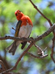 Anaplectes rubriceps rubriceps