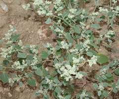 Chenopodium watsonii