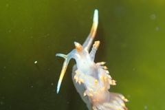 Austraeolis stearnsi