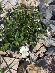 Cerastium latifolium