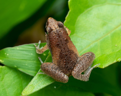 Microhyla mukhlesuri