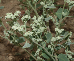 Chenopodium watsonii