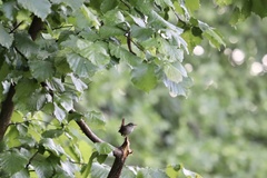 Troglodytes troglodytes