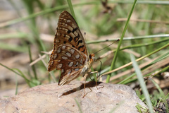 Speyeria coronis semiramis