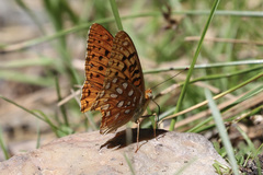 Speyeria coronis semiramis
