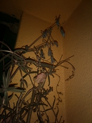 Kalanchoe beauverdii