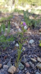 Orthocarpus cuspidatus