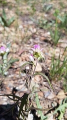 Orthocarpus cuspidatus