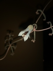 Kalanchoe beauverdii