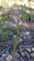 Orthocarpus cuspidatus