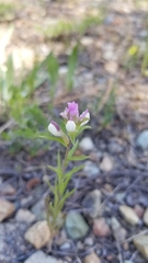 Orthocarpus cuspidatus