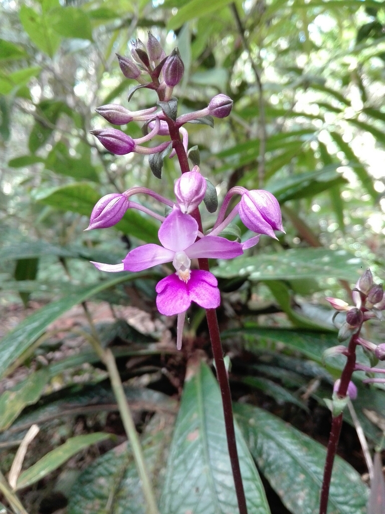 Calanthe madagascariensis