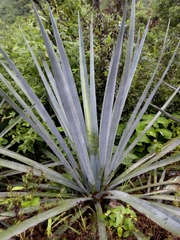 Agave tequilana