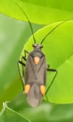 Capsodes flavomarginatus