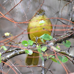 Chlorocichla flaviventris