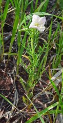 Oenothera coronopifolia