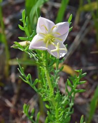 Oenothera coronopifolia