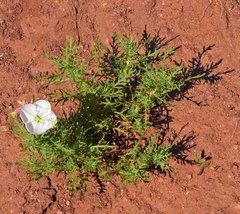 Oenothera coronopifolia