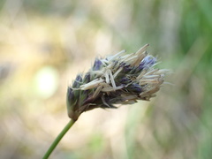 Sesleria