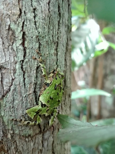 Scaphiophryne marmorata