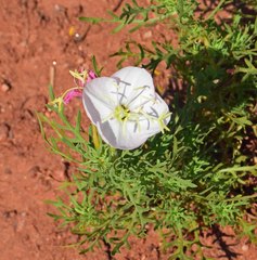 Oenothera coronopifolia