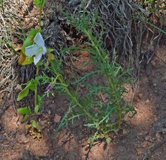 Oenothera coronopifolia