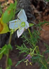 Oenothera coronopifolia